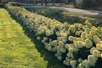 Struiken, fruitplanten en vijverplanten., Tuin en Terras, Planten | Tuinplanten, Ophalen, Volle zon, Vaste plant, Zomer
