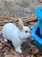 Mooie rammelaar - konijn 1 jaar oud - kindvriendelijk
