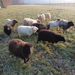 Ouessant schapen / minischapen, Dieren en Toebehoren, Schapen, Geiten en Varkens, Meerdere dieren, Schaap