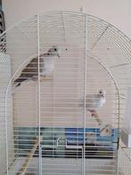 TortelDuiven Broer en Zus, Dieren en Toebehoren, Vogels | Duiven, Meerdere dieren, Tortelduif