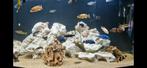 Aquarium stenen White Rock 18 stuks, Dieren en Toebehoren, Ophalen, Plant(en), Steen of Hout
