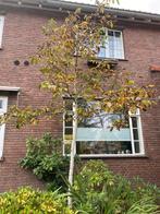 Walnotenboom notenboom walnoot, Ophalen, Volle zon, Overige soorten