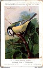 Pimpelmees – Nº13 – Antique Belgian Museum History Print, Verzamelen, Verzenden, 1980 tot heden, Ongelopen, Vogel