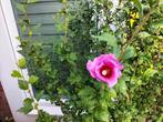 Hibiscus vier stuks, Ophalen, Overige soorten, Halfschaduw