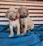 Prachtige vizsla puppies te koop!, Dieren en Toebehoren, Honden | Niet-rashonden, 8 tot 15 weken, Groot, Meerdere, Meerdere dieren