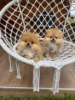 Pomeriaan pup, Dieren en Toebehoren, Honden | Poolhonden, Keeshonden en Oertypen, Particulier, Reu, 8 tot 15 weken, Buitenland