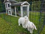 2 witte hangoor konijnen, Dieren en Toebehoren, Vrouwelijk, Middelgroot, Hangoor, 0 tot 2 jaar