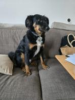 Patrick verblijft in Vianen, 1 tot 2 jaar, Buitenland, Parvo, Eén hond