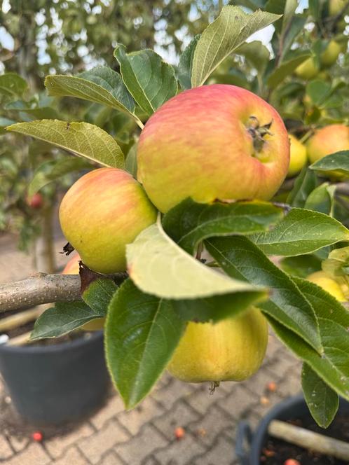 Oude appelboom. (Elstar), Tuin en Terras, Planten | Bomen, Overige soorten, Volle zon, Ophalen of Verzenden