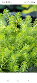 Gratis vijverplanten gevraagd regio Breda, Tuin en Terras, Vijver-toebehoren, Ophalen of Verzenden, Overige typen