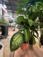 Dieffenbachia XXL Kamerplant, Ophalen, Overige soorten, Halfschaduw, In pot