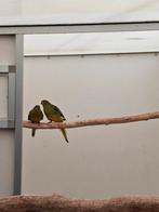 Te koop koppel elegant parkiet, Meerdere dieren, Parkiet