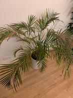 Kamerplant palm inclusief pot, Ophalen, Halfschaduw, Minder dan 100 cm
