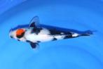 HQ Tancho Shiro Utsuri Topvis voor de toekomst + certificaat, Dieren en Toebehoren, Vissen | Vijvervissen, Karper of Koi