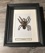 Taxidermi Tarantula-Gekko-Tosens Splineda zie beschrijving, Verzamelen, Dierenverzamelingen, Ophalen, Zo goed als nieuw, Reptiel of Amfibie
