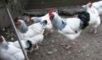 Sussex Columbia kippen., Dieren en Toebehoren, Pluimvee, Kip, Vrouwelijk