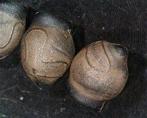 Eitjes psg 195 wandelende tak, Dieren en Toebehoren, Insecten en Spinnen, Wandelende tak