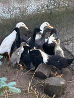 Loopeenden pullen pulletjes, Dieren en Toebehoren, Pluimvee, Meerdere dieren, Eend