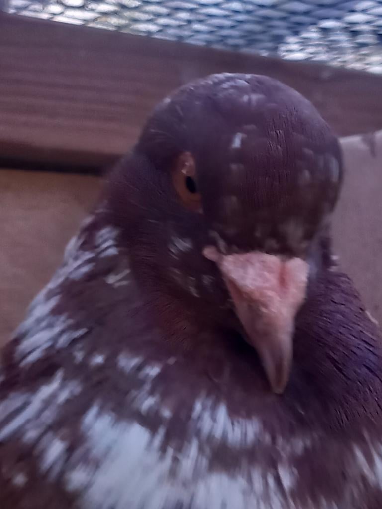 Kropper Hollandse lokduif Haags krop, Mannelijk, Kropper