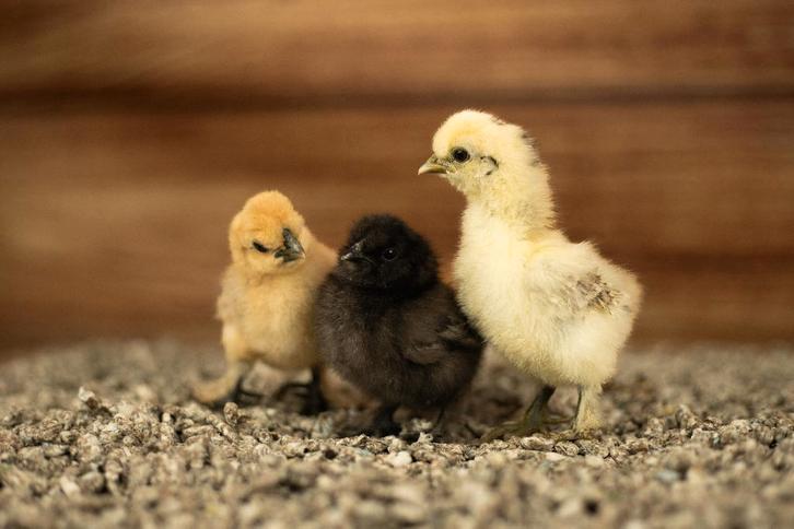 Zijdehoender kippen kuikens kriel | Gesekst en Ingeënt, Dieren en Toebehoren, Pluimvee, Kip, Vrouwelijk