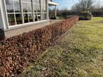 Beukenhaag, groot, Tuin en Terras, Planten | Struiken en Hagen, Ophalen