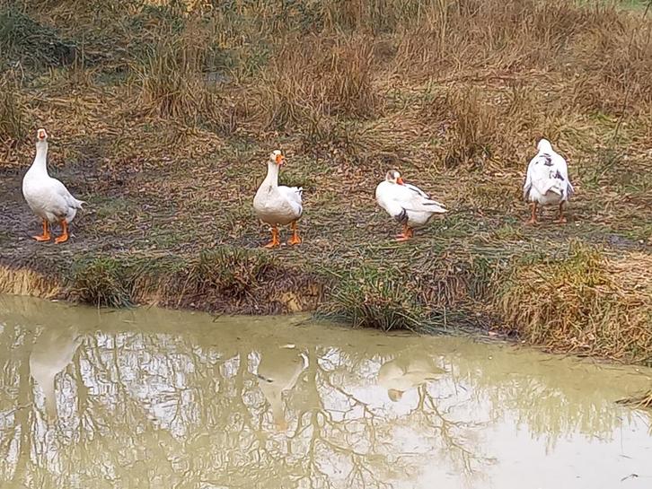 3 Twentse Landganzen (1 vrouwtje, 2 mannetjes), Dieren en Toebehoren, Pluimvee, Gans of Zwaan, Meerdere dieren