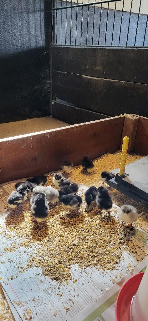 Australorp kriel jonge hennen, Dieren en Toebehoren, Pluimvee, Vrouwelijk, Kip