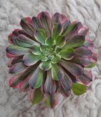 Aeonium Glow Worm, Vetplant, Ophalen of Verzenden, Minder dan 100 cm, Bloeiende kamerplant
