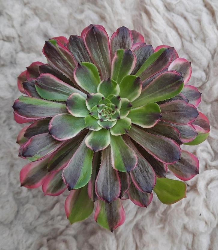 Aeonium Glow Worm, Huis en Inrichting, Kamerplanten, Vetplant, Minder dan 100 cm, Bloeiende kamerplant, Volle zon, Ophalen of Verzenden