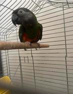 Bonte boer roodbuik man, Dieren en Toebehoren, Vogels | Parkieten en Papegaaien, Mannelijk, Papegaai, Geringd