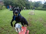 Dogaholic Flyball in Apeldoorn, Dieren en Toebehoren, Ophalen, Nieuw