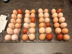 Vrije uitloop Eieren, Dieren en Toebehoren, Ophalen, Nieuw