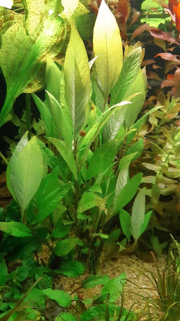 aquariumplanten, Dieren en Toebehoren, Vissen | Aquaria en Toebehoren, Ophalen, Gebruikt, Plant(en), Steen of Hout