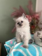 *** Geweldige Ragdoll Kittens ***, Kater, Met stamboom, 0 tot 2 jaar