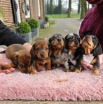 Teckel puppies, Dieren en Toebehoren, Honden | Teckels en Dashonden, 8 tot 15 weken, Korthaar, Dwerg, Parvo
