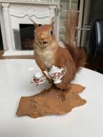 Taxidermie eekhoorntje “ Kopje Thee? “, Verzamelen, Ophalen of Verzenden, Opgezet dier