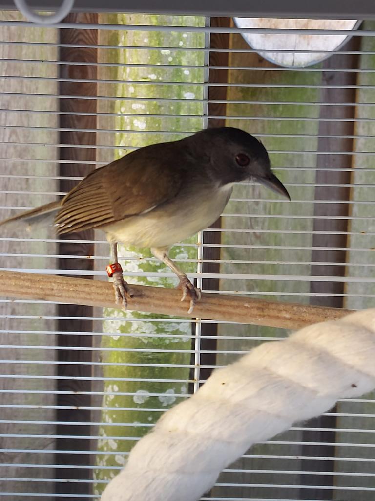 Grijskopblada man correct geringd 2024, Mannelijk, Wildzangvogel, Geringd