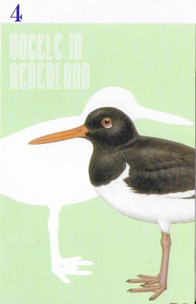 Ansichtkaart Vogels in Nederland Scholekster Wadvogel B3931, Ophalen of Verzenden, 1980 tot heden, Ongelopen