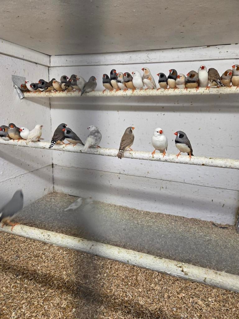 Gekleurde zebravinken, Dieren en Toebehoren, Vogels | Overige Vogels, Meerdere dieren