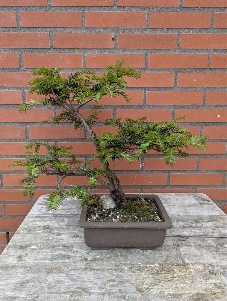 Taxus Bonsai, Ophalen of Verzenden, Vaste plant