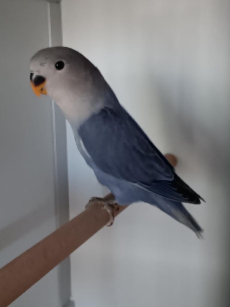 JONGE AGAPORNIS ROSEICOLLIS OM ZELF TAM TE MAKEN., Geslacht onbekend, Dwergpapegaai of Agapornis, Geringd