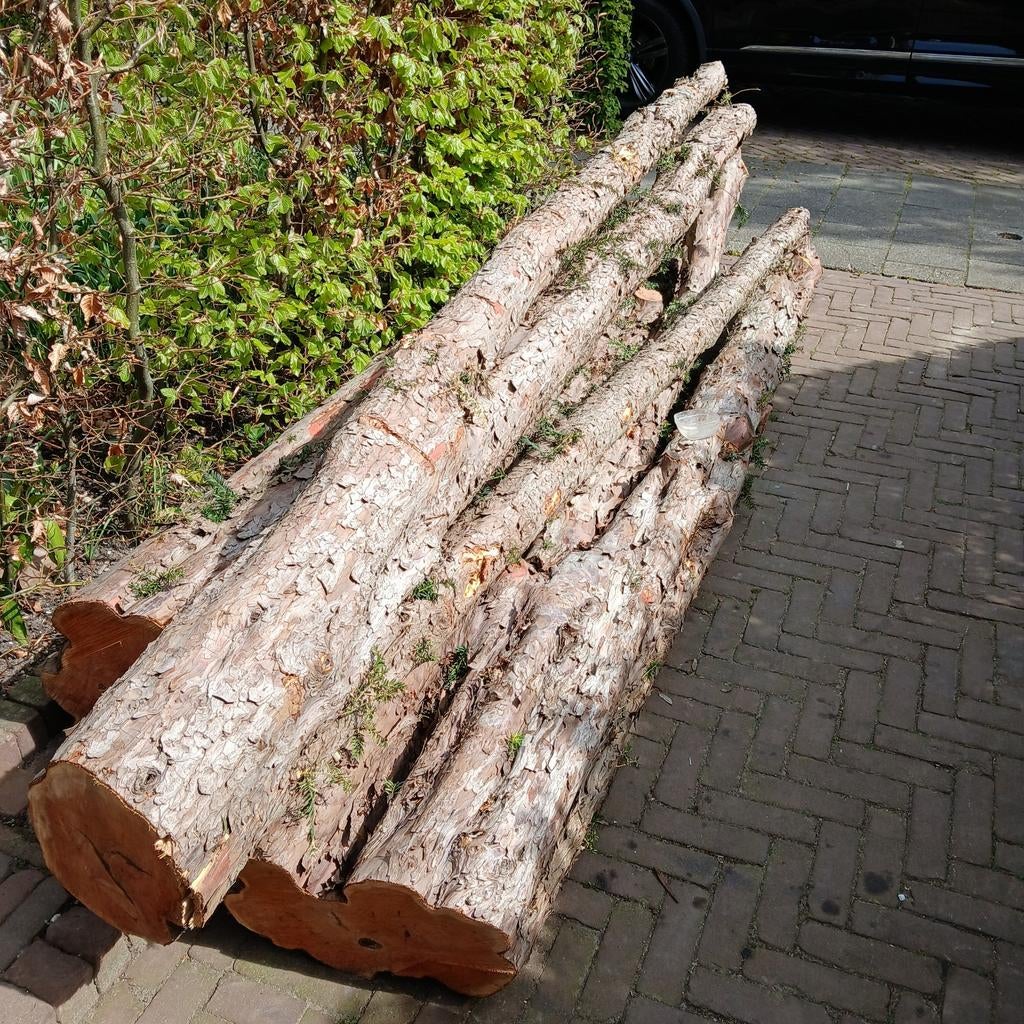 Taxus stammen, Ophalen of Verzenden, Bloeit niet, Halfschaduw, Overige soorten