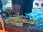 Golden Nugget Pleco L085 +- 14 cm, Vis, Zoetwatervis, Schoolvis