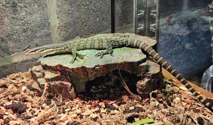 1.1 Couples Varanus glauerti Monitor Lizard - unknown for sale from reptile900