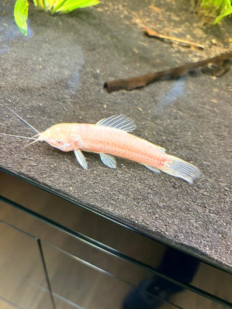 Aqaurium vissen, Vis