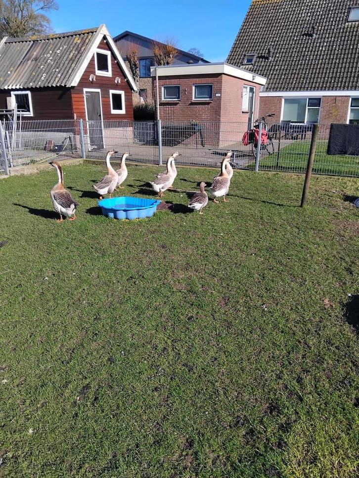 Te koop: 2 jonge Chinese knobbel ganzen, Dieren en Toebehoren, Pluimvee, Gans of Zwaan, Mannelijk