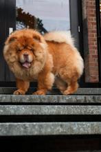 Chocolate Fawn chow chow DEKREU, Fokker | Hobbymatig, Reu, 1 tot 2 jaar, Buitenland