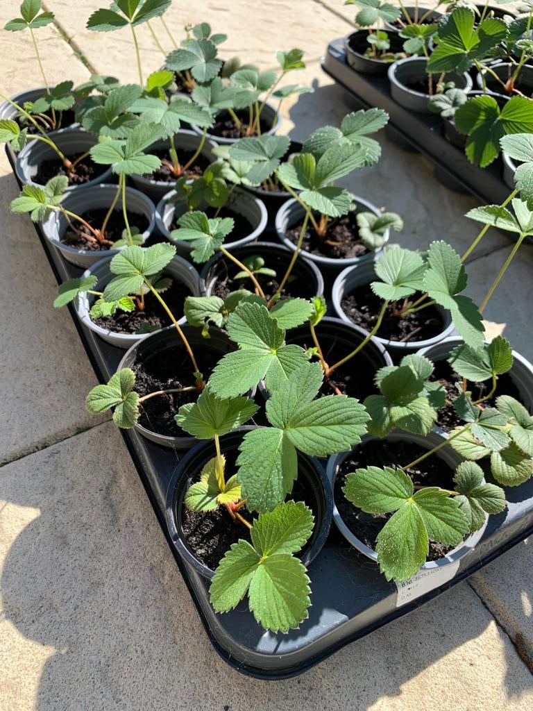 Laatste 20 stuks Biologische Aardbeienplantjes doordragend, Ophalen, Volle zon, Vaste plant, Zomer