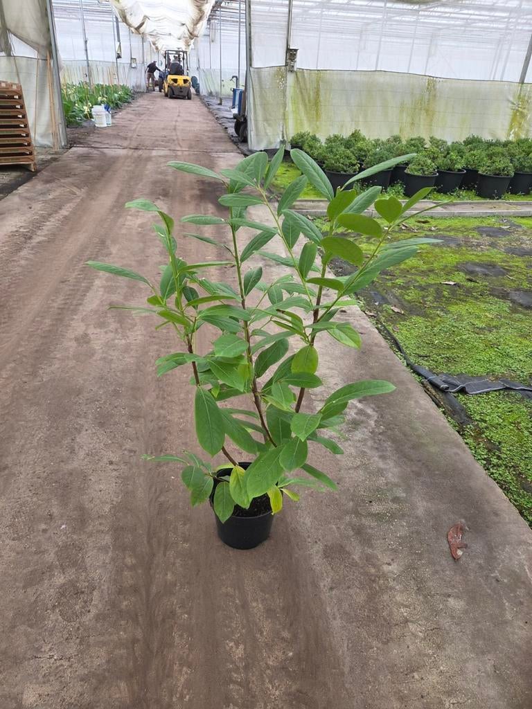Laurier novita, Ophalen of Verzenden, Laurier, 100 tot 250 cm
