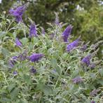 Vlinderstruik (Buddleja davidii) - Paarse Bloemen, Tuin en Terras, Planten | Tuinplanten, Ophalen